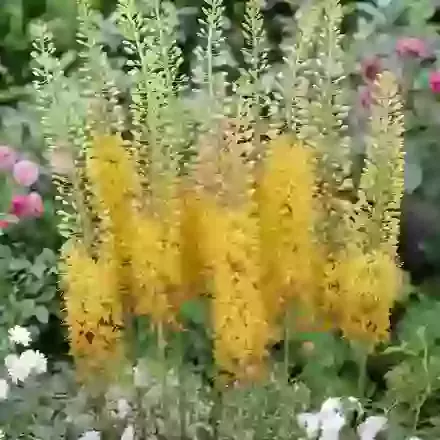 Rexone